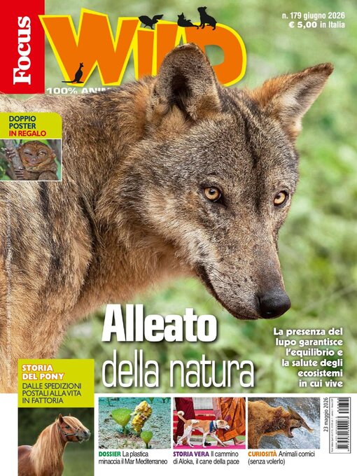Cover image for Focus Wild 